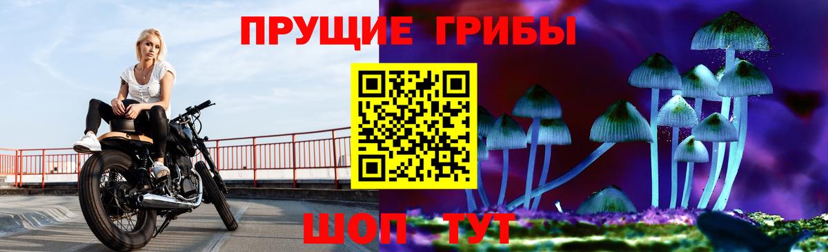 Галлюциногенные грибы Psilocybe Нарткала